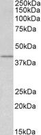 Importin subunit beta-1 antibody, 45-791, ProSci, Western Blot image 