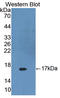 Dickkopf WNT Signaling Pathway Inhibitor 4 antibody, LS-C714764, Lifespan Biosciences, Western Blot image 