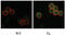 Serine/threonine-protein kinase 17B antibody, abx033242, Abbexa, Immunocytochemistry image 