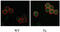 Serine/Threonine Kinase 17b antibody, abx033242, Abbexa, Immunocytochemistry image 