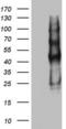 Protein C Receptor antibody, LS-C790703, Lifespan Biosciences, Western Blot image 