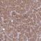 TBC1 Domain Family Member 4 antibody, HPA059885, Atlas Antibodies, Immunohistochemistry frozen image 