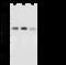Paired Box 2 antibody, 101696-T42, Sino Biological, Western Blot image 