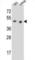 Paired box protein Pax-9 antibody, abx026337, Abbexa, Western Blot image 