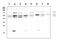 SHC-transforming protein 1 antibody, PA1897, Boster Biological Technology, Western Blot image 