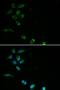 Hereditary hemochromatosis protein antibody, orb48394, Biorbyt, Immunofluorescence image 