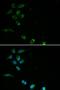 Homeostatic Iron Regulator antibody, orb48394, Biorbyt, Immunofluorescence image 