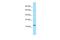 Selenoprotein F antibody, PA5-69531, Invitrogen Antibodies, Western Blot image 