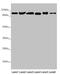 Dehydrogenase E1 And Transketolase Domain Containing 1 antibody, LS-C675641, Lifespan Biosciences, Western Blot image 