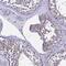 Immunoglobulin Superfamily Member 11 antibody, PA5-61231, Invitrogen Antibodies, Immunohistochemistry frozen image 