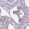 Immunoglobulin Superfamily Member 11 antibody, PA5-61231, Invitrogen Antibodies, Immunohistochemistry frozen image 