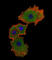 SMAD Family Member 9 antibody, abx028402, Abbexa, Western Blot image 