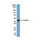 Tubulin Alpha 1b antibody, M08382-2, Boster Biological Technology, Western Blot image 