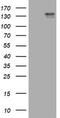 c-Kit antibody, LS-C789070, Lifespan Biosciences, Western Blot image 