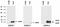 Anterior Gradient 3, Protein Disulphide Isomerase Family Member antibody, GTX80240, GeneTex, Western Blot image 