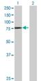 Tripartite Motif Containing 32 antibody, H00022954-B01P, Novus Biologicals, Western Blot image 
