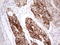 Alpha-Methylacyl-CoA Racemase antibody, LS-C791659, Lifespan Biosciences, Immunohistochemistry paraffin image 