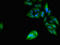 Period Circadian Regulator 3 antibody, LS-C678986, Lifespan Biosciences, Immunofluorescence image 