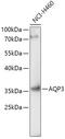Aquaporin 3 (Gill Blood Group) antibody, 18-832, ProSci, Western Blot image 