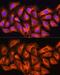 Cytoskeleton Associated Protein 5 antibody, GTX66531, GeneTex, Immunofluorescence image 