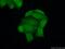 POP7 Homolog, Ribonuclease P/MRP Subunit antibody, 14964-1-AP, Proteintech Group, Immunofluorescence image 