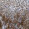 Kallikrein Related Peptidase 15 antibody, NBP1-90265, Novus Biologicals, Immunohistochemistry frozen image 