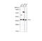 Thymidylate Synthetase antibody, MBS126074, MyBioSource, Western Blot image 