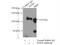 Lysine Demethylase 1A antibody, 20813-1-AP, Proteintech Group, Immunoprecipitation image 