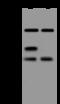 Forkhead Box A1 antibody, 200169-T42, Sino Biological, Western Blot image 