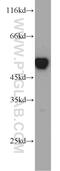 RuvB Like AAA ATPase 1 antibody, 10210-2-AP, Proteintech Group, Western Blot image 