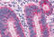 Melanin Concentrating Hormone Receptor 1 antibody, MBS243502, MyBioSource, Immunohistochemistry frozen image 