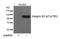 Integrin Subunit Beta 3 antibody, 79-490, ProSci, Western Blot image 