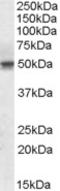 Septin-6 antibody, EB08932, Everest Biotech, Western Blot image 