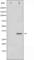 Syntaxin 1A antibody, abx011571, Abbexa, Western Blot image 