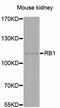 RB Transcriptional Corepressor 1 antibody, MBS126596, MyBioSource, Western Blot image 