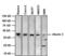 Ataxin 3 antibody, MA3-082, Invitrogen Antibodies, Western Blot image 
