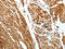 Solute Carrier Family 22 Member 3 antibody, CSB-PA193383, Cusabio, Immunohistochemistry paraffin image 