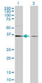 Transcription Elongation Factor A1 antibody, LS-C133954, Lifespan Biosciences, Western Blot image 