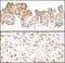 Small VCP Interacting Protein antibody, NB100-1557, Novus Biologicals, Immunohistochemistry frozen image 