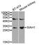E3 ubiquitin-protein ligase SIAH1 antibody, orb136303, Biorbyt, Western Blot image 