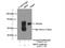 Myeloperoxidase antibody, 22225-1-AP, Proteintech Group, Immunoprecipitation image 