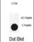 Autophagy Related 3 antibody, abx032095, Abbexa, Western Blot image 