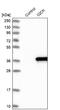 IQ Motif Containing K antibody, NBP1-83486, Novus Biologicals, Western Blot image 