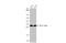 14-3-3 protein zeta/delta antibody, GTX101075, GeneTex, Western Blot image 