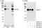 BCL2 Associated Transcription Factor 1 antibody, A300-609A, Bethyl Labs, Immunoprecipitation image 