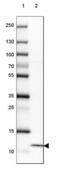 WAP Four-Disulfide Core Domain 2 antibody, NBP2-48762, Novus Biologicals, Western Blot image 