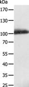 LDL Receptor Related Protein 12 antibody, PA5-50233, Invitrogen Antibodies, Western Blot image 