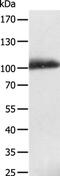 LDL Receptor Related Protein 12 antibody, PA5-50233, Invitrogen Antibodies, Western Blot image 