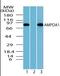Adenosine Monophosphate Deaminase 1 antibody, orb87655, Biorbyt, Western Blot image 