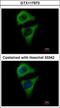 Ankyrin Repeat And SOCS Box Containing 8 antibody, GTX117973, GeneTex, Immunocytochemistry image 